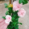 Hồng leo Mon Couer - Cây chỉ giao miền Nam, dáng hoa đẹp dịu dàng, dễ chăm sóc, chỉ 86.000đ 5