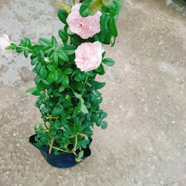 Hồng leo Mon Couer - Cây chỉ giao miền Nam, dáng hoa đẹp dịu dàng, dễ chăm sóc, chỉ 86.000đ 7 Hồng leo Mon Couer - Cây chỉ giao miền Nam, dáng hoa đẹp dịu dàng, dễ chăm sóc, chỉ 86.000đ 7