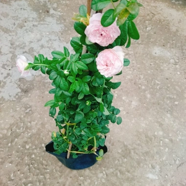 Hồng leo Mon Couer - Cây chỉ giao miền Nam, dáng hoa đẹp dịu dàng, dễ chăm sóc, chỉ 86.000đ