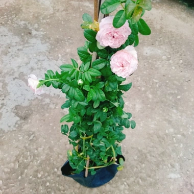 Hồng leo Mon Couer - Cây chỉ giao miền Nam, dáng hoa đẹp dịu dàng, dễ chăm sóc, chỉ 86.000đ 9 Hồng leo Mon Couer - Cây chỉ giao miền Nam, dáng hoa đẹp dịu dàng, dễ chăm sóc, chỉ 86.000đ 9