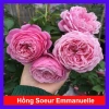 Hồng leo Soeur Emmanuelle - Cây hương thơm oải hương, chỉ giao miền Nam, giá ưu đãi 86.000₫