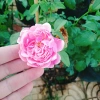 Hồng leo Soeur Emmanuelle - Cây hương thơm oải hương, chỉ giao miền Nam, giá ưu đãi 86.000₫ 2