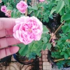 Hồng leo Soeur Emmanuelle - Cây hương thơm oải hương, chỉ giao miền Nam, giá ưu đãi 86.000₫ 3