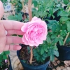 Hồng leo Soeur Emmanuelle - Cây hương thơm oải hương, chỉ giao miền Nam, giá ưu đãi 86.000₫ 4