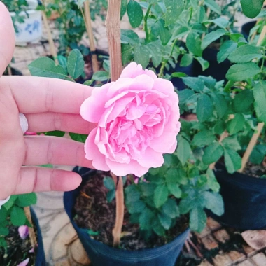 Hồng leo Soeur Emmanuelle - Cây hương thơm oải hương, chỉ giao miền Nam, giá ưu đãi 86.000₫