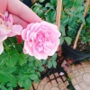 Hồng leo Soeur Emmanuelle - Cây hương thơm oải hương, chỉ giao miền Nam, giá ưu đãi 86.000₫ 5