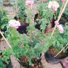 Hồng leo Soeur Emmanuelle - Cây hương thơm oải hương, chỉ giao miền Nam, giá ưu đãi 86.000₫ 7