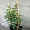 Hồng leo Soeur Emmanuelle - Cây hương thơm oải hương, chỉ giao miền Nam, giá ưu đãi 86.000₫ 9