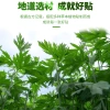 Hộp 12 miếng Cao dán ngải cứu giảm đau vai gáy, xương khớp, tê bì tay chân - 13.600₫ 3
