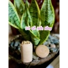 Hộp đựng tăm hình nấm cute - Decor phòng xinh, dễ thương, giá chỉ 38.220₫ 4