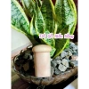 Hộp đựng tăm hình nấm cute - Decor phòng xinh, dễ thương, giá chỉ 38.220₫ 5