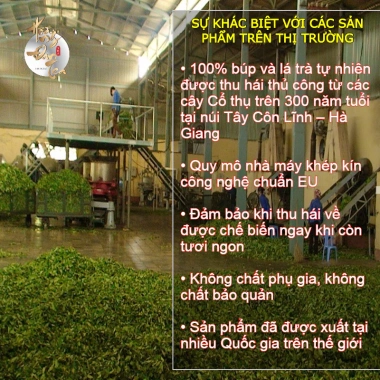 Hộp Quà Tết Chè Oolong và Tân Cương Thượng Hạng 2 Hũ Trà Ngon Quà Tặng Sếp Doanh Nghiệp