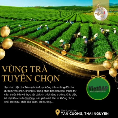 Hộp Quà Tết Chè Oolong và Tân Cương Thượng Hạng 2 Hũ Trà Ngon Quà Tặng Sếp Doanh Nghiệp