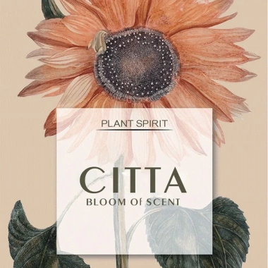 Hộp Quà Tinh Dầu Thơm CITTA PLANT SPIRIT - Trang Trí Bàn Làm Việc, 273.000 VND