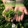 Hộp Trà Bạch Tiên An Chè Rừng Cổ Thụ - HOÀNG ĐAN TEA Trà Đạo, Quà Tặng, Giá 1.067.500đ Giảm còn 854.000đ 2