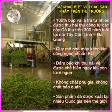 Hộp Trà Bạch Tiên An Chè Rừng Cổ Thụ - HOÀNG ĐAN TEA Trà Đạo, Quà Tặng, Giá 1.067.500đ Giảm còn 854.000đ 7