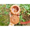 Hũ đựng bánh, mức, kẹo Tết bằng gỗ dừa nguyên khối loại 1 - Giảm còn 120.000 VND 2