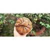 Hũ đựng bánh, mức, kẹo Tết bằng gỗ dừa nguyên khối loại 1 - Giảm còn 120.000 VND 7