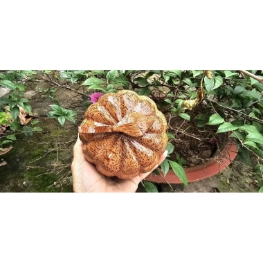 Hũ đựng bánh, mức, kẹo Tết bằng gỗ dừa nguyên khối loại 1 - Giảm còn 120.000 VND 7