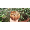 Hũ đựng bánh, mức, kẹo Tết bằng gỗ dừa nguyên khối loại 1 - Giảm còn 120.000 VND 9