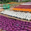 Hủ tiếu khô rau củ đặc sản Sa Đéc - Giá chỉ 40.000, ngon, tiện lợi, giao nhanh