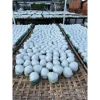 Hủ Tiếu Khô Vắt Đặc Sản Sa Đéc Truyền Thống - Giá chỉ 32.000 VNĐ, giảm từ 39.360 7