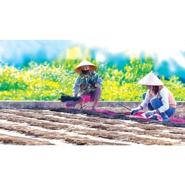 Hương Bài Yên Cát 42cm Hộp Chữ Nhật Nhang Bài - Hương Tết Cổ Truyền Thủ Công 90k 6 Hương Bài Yên Cát 42cm Hộp Chữ Nhật Nhang Bài - Hương Tết Cổ Truyền Thủ Công 90k 6