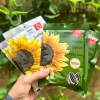 Hướng Dương Mỹ Vị Giòn Thơm Giá Sỉ 688k - Hàng Mới, Đậm Hương, Số Lượng Đầy Đủ 7