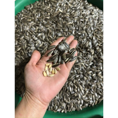 Hướng Dương Rang Củi 500-1.000g - Hạt sạch thơm bùi không bám tay, giá 75.000đ 8 Hướng Dương Rang Củi 500-1.000g - Hạt sạch thơm bùi không bám tay, giá 75.000đ 8