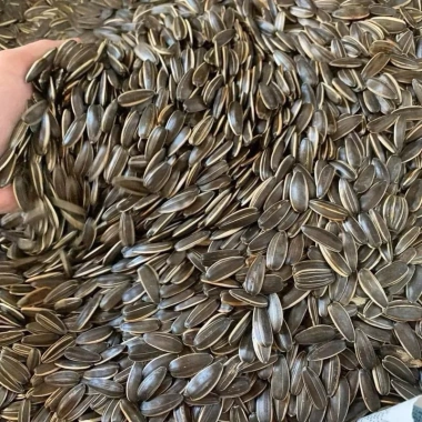 Hướng Dương Rang Tay Nguyên Vị 1kg – Giòn Tan, Thơm Ngon, Giá Ưu Đãi 85.000₫