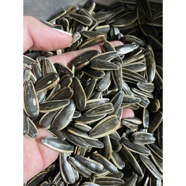 Hướng Dương Rang Truyền Thống 5kg - Hàng Loại 1, Không Chất Phụ Gia, Giá Ưu Đãi 449.000 VND