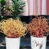 Hương Nhang Thảo Mộc 100 Cây Thơm Cao Cấp 29-39cm Nhang Tài Lộc Sạch Tàn Óng Chiêu Giá 55.000 VND 4