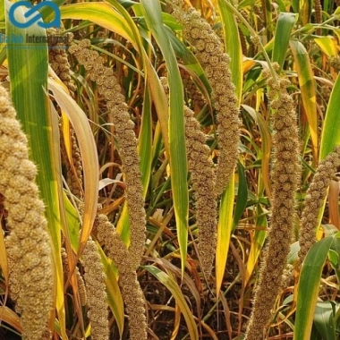 Kê chùm cho vẹt, chuột gói 500g-1.000g – Giá ưu đãi 44.100₫, dinh dưỡng cân bằng 4