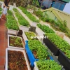 Kệ trồng rau sạch bậc thang 3 tầng - Dùng cho chậu đại, thùng xốp, giá chỉ 320k 4