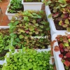 Kệ trồng rau sạch bậc thang 3 tầng - Dùng cho chậu đại, thùng xốp, giá chỉ 320k 5