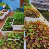 Kệ trồng rau sạch bậc thang 3 tầng - Dùng cho chậu đại, thùng xốp, giá chỉ 320k 6