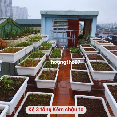 Kệ trồng rau sạch bậc thang 3 tầng - Dùng cho chậu đại, thùng xốp, giá chỉ 320k 7