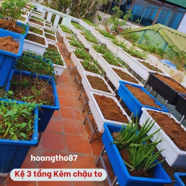 Kệ trồng rau sạch bậc thang 3 tầng - Dùng cho chậu đại, thùng xốp, giá chỉ 320k 8