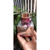 Kem Ngân Anh Trị Mụn Thâm Trắng Da 12/18/30g - Giảm Sẹo, Dưỡng ẩm, Giá 88.000₫ 4