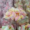 Kẹo Bông Marshmallow Bánh Tráng Gió - Ngon Ngọt, Giá 32.000₫, Giảm Đặc Biệt 6