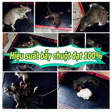 Keo Dinh Chuot Sieu Dinh 3 Trong 1: Diệt Chuột Ruồi Côn Trùng Không Mùi Hiệu Quả Giá 74.500 VND 7
