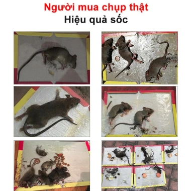 Keo Dinh Chuot Sieu Dinh 3 Trong 1: Diệt Chuột Ruồi Côn Trùng Không Mùi Hiệu Quả Giá 74.500 VND 8