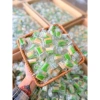 Kẹo dừa ngũ cốc không đường 500g - Mix vị đa dạng, ăn vặt, bánh kẹo tết, giảm còn 75.000₫ 5