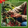 Kẹo Dứa Sap Cà Phê Muối VicoSap 350g - Hàng Xuất Khẩu, Bánh Kẹo Tết, Giá 250.880₫ 5