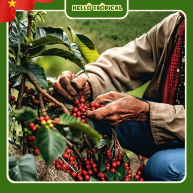 Kẹo Dứa Sap Cà Phê Muối VicoSap 350g - Hàng Xuất Khẩu, Bánh Kẹo Tết, Giá 250.880₫ 5