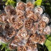 Kẹo khóm cuộn tắc 1Kg Đặc sản Bến Tre - Đồ ăn vặt Tết, Giá chỉ 150.000 VNĐ 5