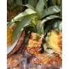 Kẹo khóm đậu mix dừa non 500g - Siêu ngon, bắt miệng, giá chỉ 74.000₫ 7