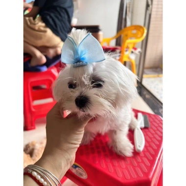 Kẹp nơ thú cưng cho mèo, chó nhỏ - không đau da, đa màu, giá ưu đãi 124.800₫ 5