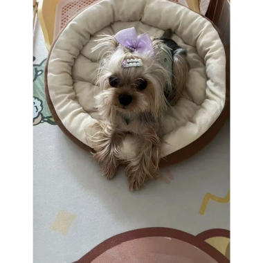 Kẹp nơ thú cưng cho mèo, chó nhỏ - không đau da, đa màu, giá ưu đãi 124.800₫ 7