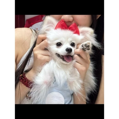Kẹp nơ thú cưng cho mèo, chó nhỏ - không đau da, đa màu, giá ưu đãi 124.800₫ 8